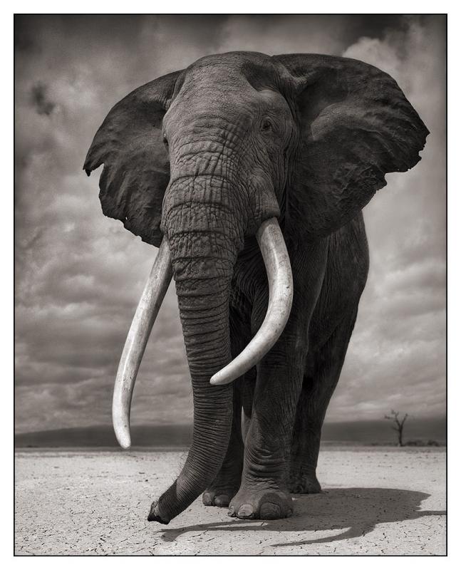 Elephant on bare earth