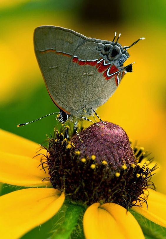 Papillon butine